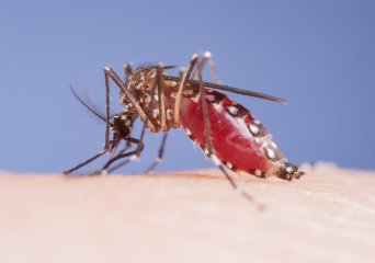 The mosquito Aedes aegypti feeding on human blood
