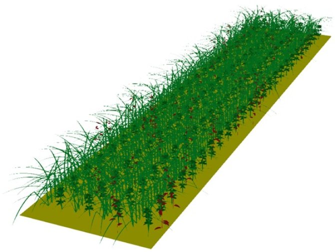Project Image - Modelling and quantifying plant traits that contribute to weed suppression in a cereal-legume intercrop 2.jpg