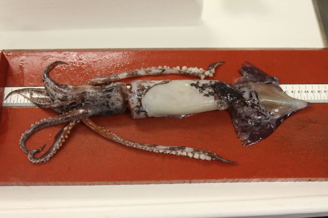 European flying squid (todarodes sagittatus)
