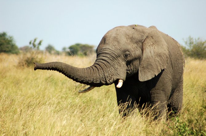 Web 72 DPI-shutterstock_8088412_ olifant_afrika.jpg