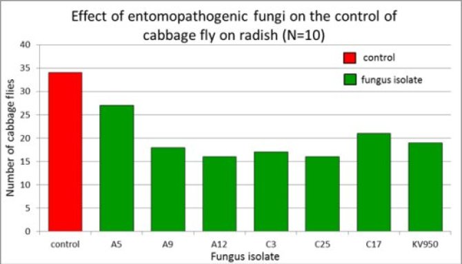 Entemopathogenic fungi
