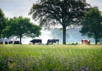 Wageningen Livestock Research: solutions for sustainable livestock farming