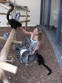 Sampling the lemurs in Burgers’ Zoo