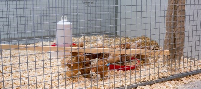 Varios pollos en el laboratorio donde se realiza el ensayo de vacunación