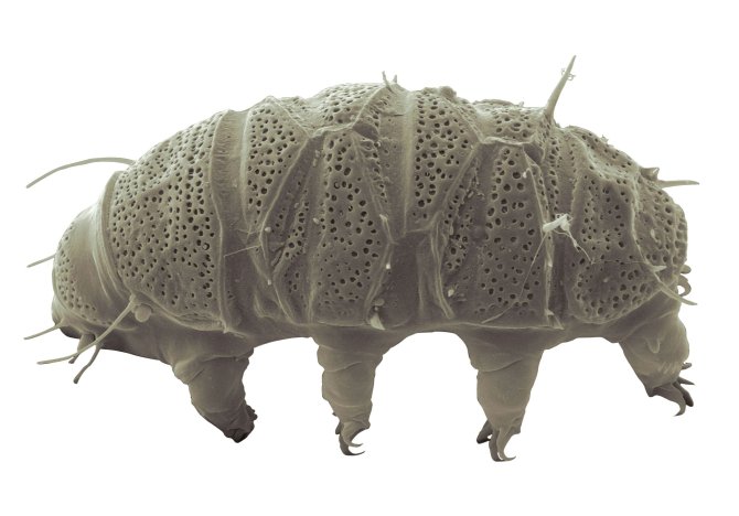 Tardigrades (source: <L CODE="C01">Echiniscidae in the Mascarenes: the wonders of Mauritius (CC-BY-4.0)</L>)