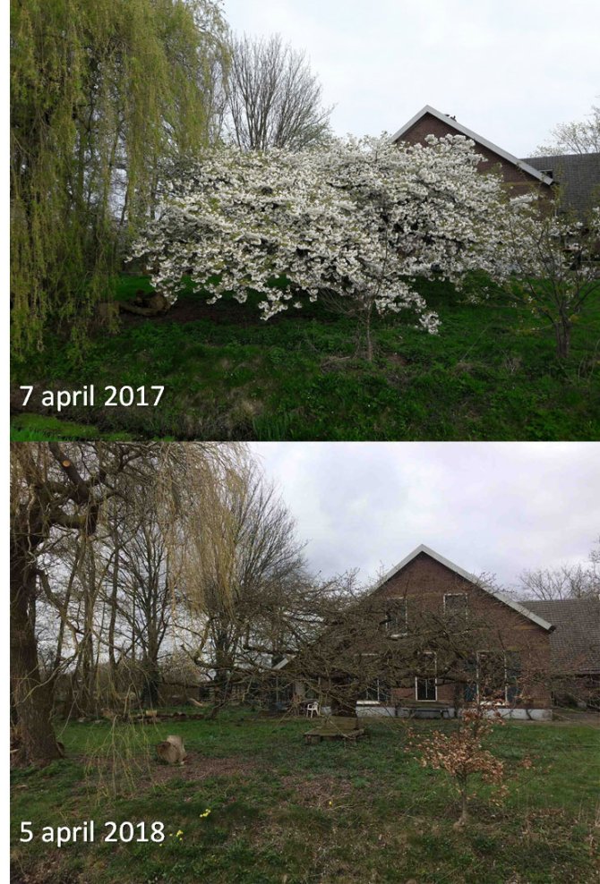 GrowApp-foto's van een prunus op 7 april 2017 en 5 april 2018. Klik op de foto om de hele time-lapse video te bekijken (Bron: GrowApp.today)