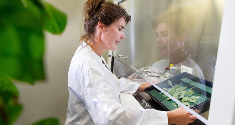 plant and food research vacancies