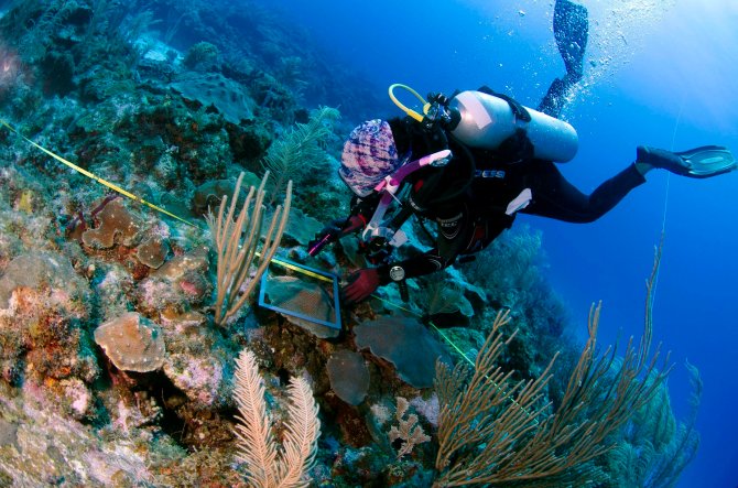 Wageningen Marine Research conducts research at the Saba bank.