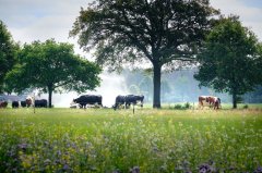 Wageningen Livestock Research: oplossingen voor een duurzame veehouderij