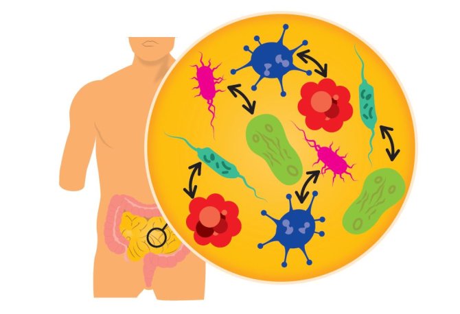 With synthetic biology, you could design a new intestinal flora.