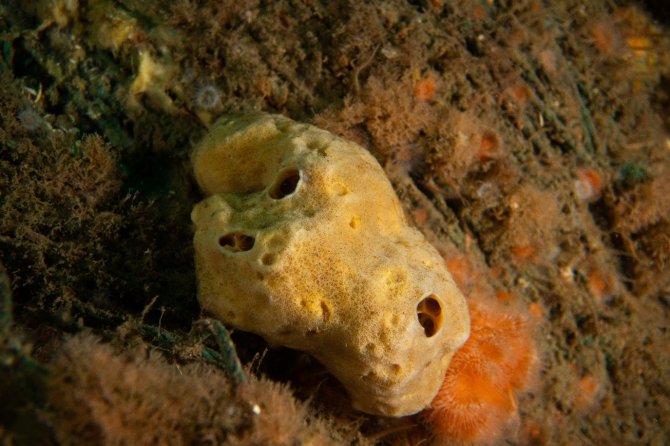Marine sponge with juvenile brittle stars on its surface. Photo by Reindert Nijland.