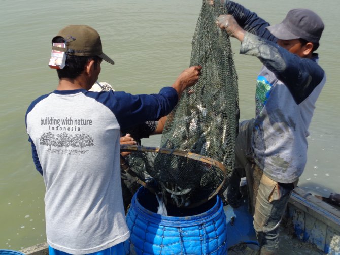 Wageningen University & Research supports Indonesian shrimp farmers by training them in Coastal Field Schools to make aquaculture sustainable and to support mangrove restoration. Photo: Blue Forests