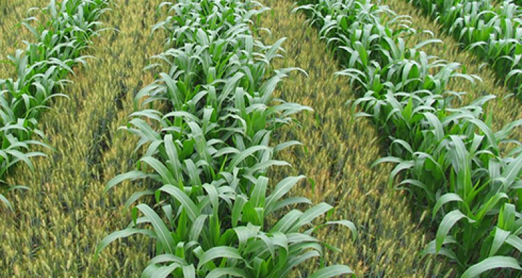 Does mixed cropping with cover crops improve soil - WUR