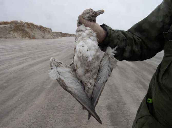Een kort na de containerramp op Schiermonnikoog gevonden stormvogel