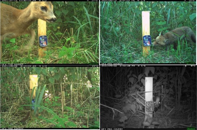 In voedselbos Schijndel fotografeerden cameravallen verschillende zoogdieren. Vanaf linksboven met de klok mee: ree, vos, das, wezel. Foto: Tom Massar