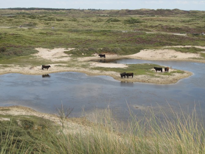 Dunes Terschelling (NL) Natura 2000 site, Atlantic Biogeographical Region