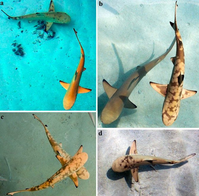 Blacktip reef sharks. Normal type and disease types with skin disorder.