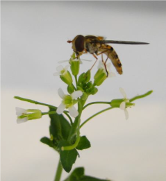 Hoverfly visiting Arabidopsis flowers 