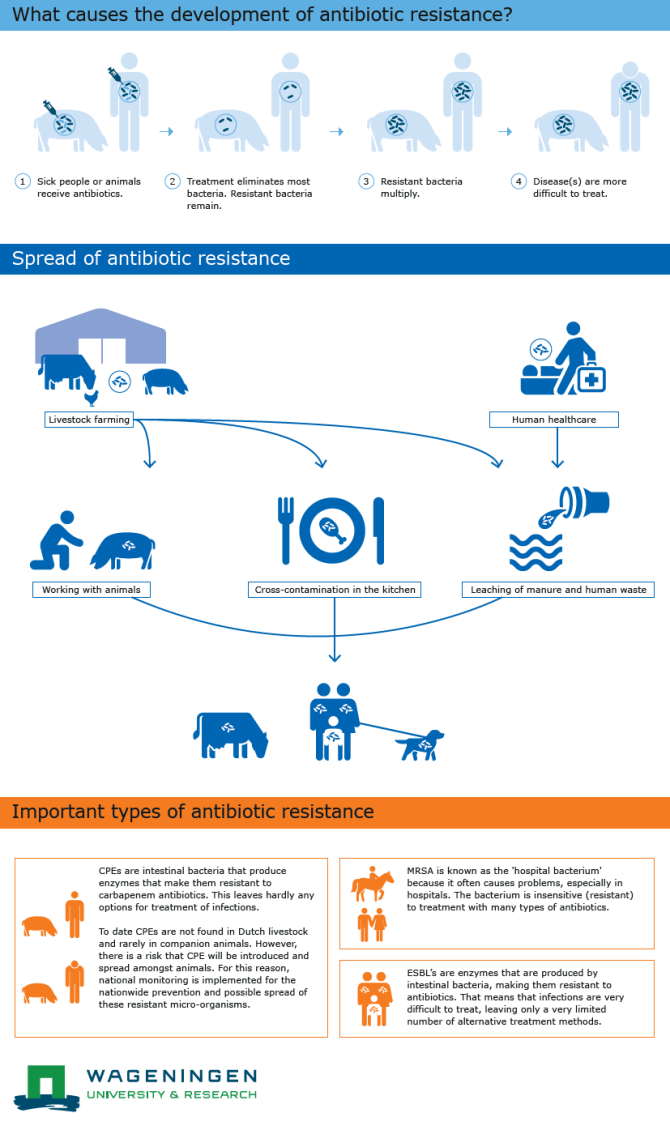 Click on the antibiotic resistance infographic to enlarge   