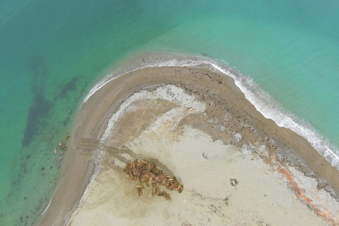 Walruses as seen from the air during Expedition Svalbard 2022. Photo: Jeroen Hoekendijk.