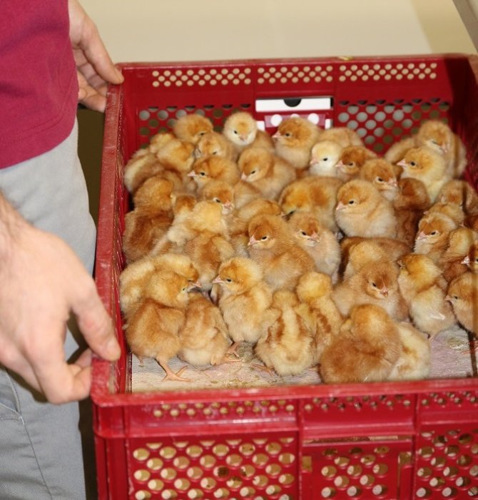 Chicks are vaccinated at the hatchery, the vaccine is administered directly under the skin - Photos: Royal GD
