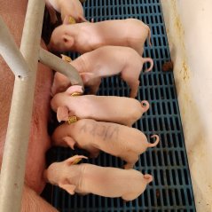 The last piglets have just been born at VIC Sterksel