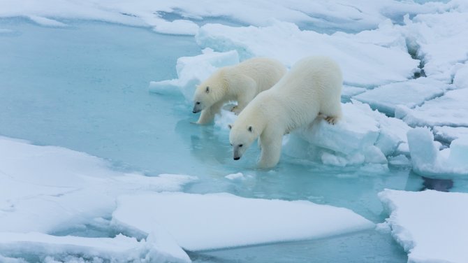 There were regular visits of polar bears during leg 1 (Foto: Alfred Wegener Institute/Stefan Hendriks)