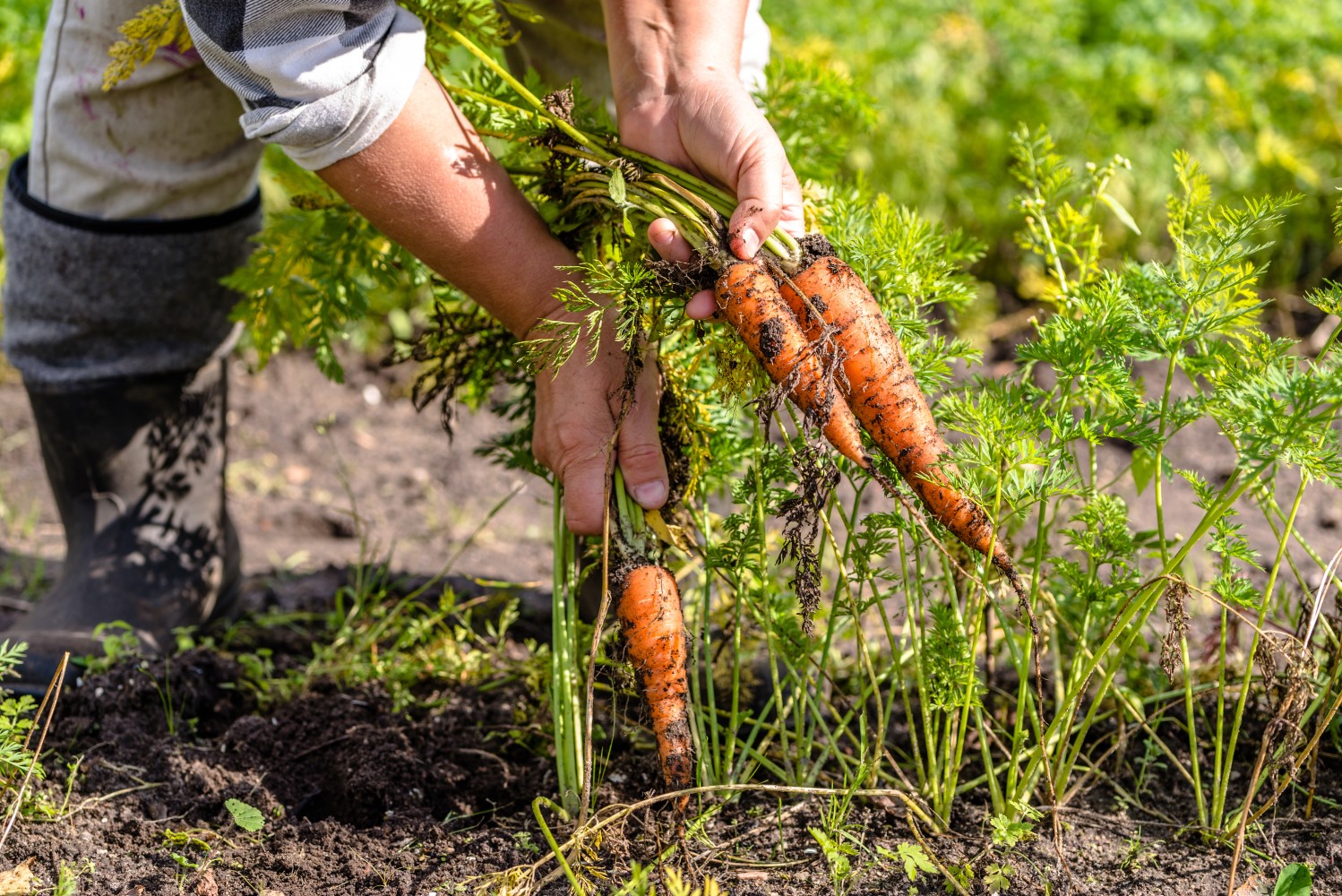 Gezonde bodem..wortels uit de grond trekken