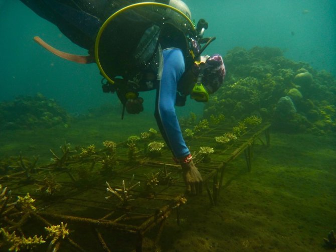 Coral breeding and transplantation site, Bali (Pauwelussen)