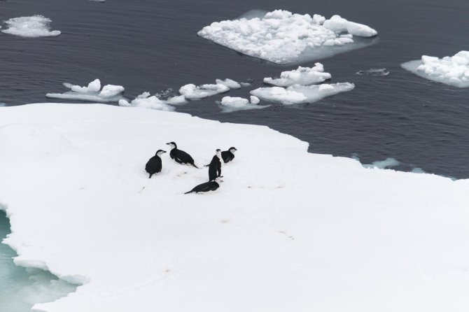 Keelband pinguins gaan zelden ver het zeeijs in, maar verblijven graag langs de rand.