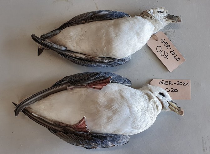 Aan Duitse kusten aangespoelde stormvogels voor hun dissectie (Foto: W. Beekhuizen)