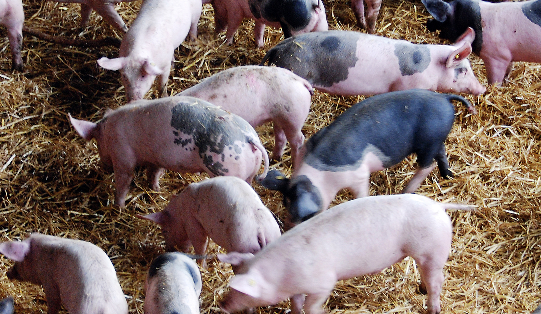 Как вырастить свиней. Разведение поросят. Разведение свиней. Канадская технология выращ свиней. Выращивание свиней в Канаде.