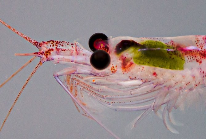 Antarctic krill Euphausia superba is a key species in the Antarctic food web (by: Jan Andries van Franeker)