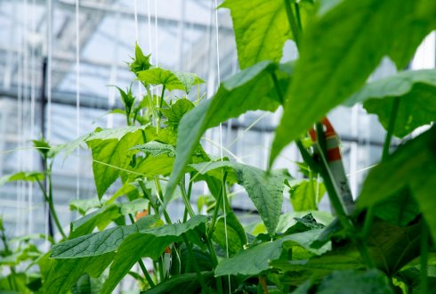 AI takes control in the greenhouse: Team Sonoma wins Autonomous Greenhouse Challenge