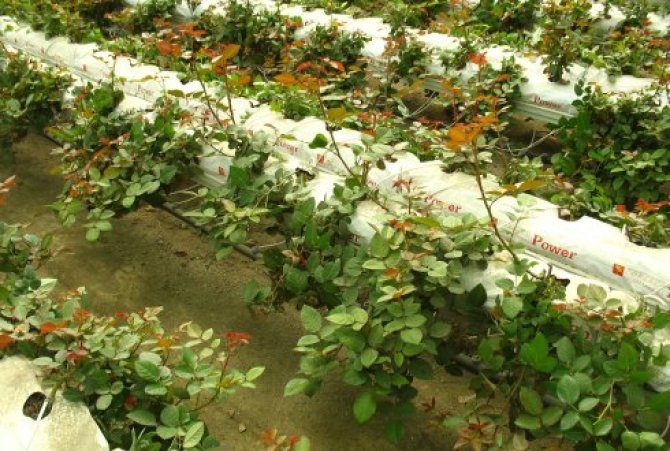 Cultivating roses in Kenya with half the amout of water - detail.jpg