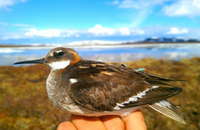 During an expedition in Scandinavia, the migration of three Arctic sea bird species was looked at: Arctic Skua, Skua  and Red-necked Phalarope (photo). Earlier, a number of birds have been equipped  with small geolocators. These data sometimes show spectacular migrations, up to South Argentina and South Africa.