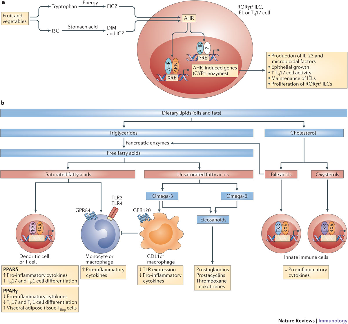 Image from Veldhoen, Nature Reviews Immunology, 2012