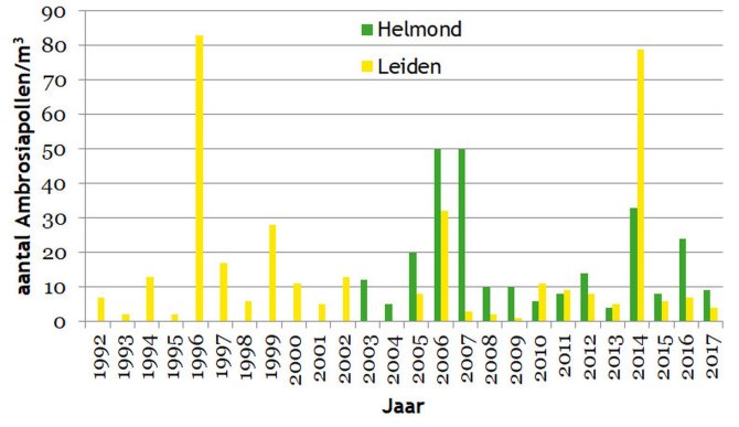 Aantal ambrosiapollen gemeten per jaar (jaartotaal per kubieke meter) door het Elkerliek Ziekenhuis (in Helmond) en het Leids Universitair Medisch Centrum (LUMC in Leiden) (Bron: Mieke Koenders, Elkerliek Ziekenhuis & LUMC)