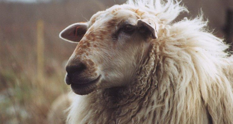 schapen-en-geitenpokken
