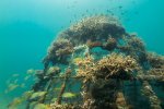 10. aanleg van een artificiële koraalrif in Kenia  -foto Ewout Knoester