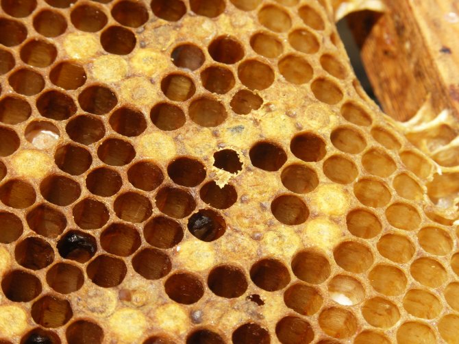 European Foulbrood: The dark crusts in the open cells are dried up larvae infected with EFB. Some larvae die after the cell is sealed. The cappings of these cells are opened by workers in order to remove the corpse (perforated cell at the bottom of the image). in the top left corner a chalk brood mummy can be seen.