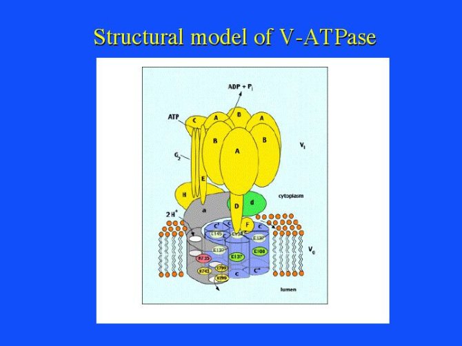Proposed structural model of V-ATPase by Kawasaki Nishi, S.; Forgac, M. (2003 FEBS Letters 555, 76-85). The proton translocation rotary mechanism is also depicted. 