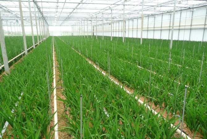 Research into the quality of drainage water in soil-bound crops