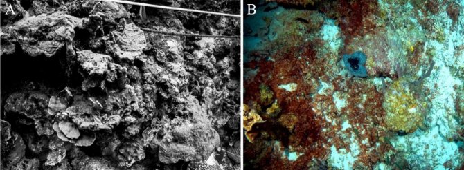 Vergelijking van koraalriffen in 1989 ten opzichte van 2013. Op de tweede foto is te zien dat cyanobacteriematten een groot deel van het rif bedekken