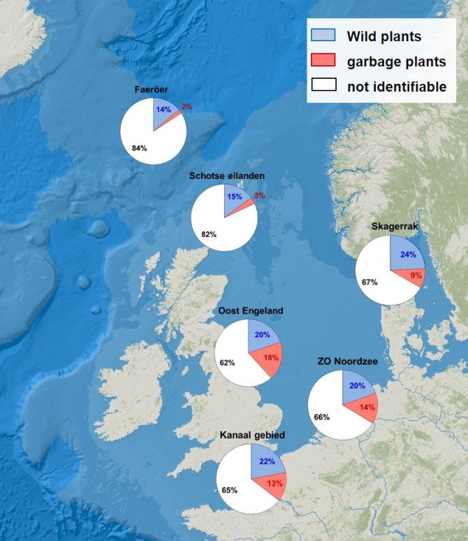 Proportions of garbage plant remains indicate higher input of litter in the Southern North Sea when compared to areas further north.