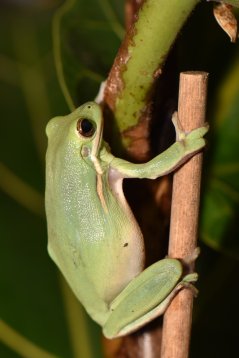 Hyla cinerea, the American green tree frog