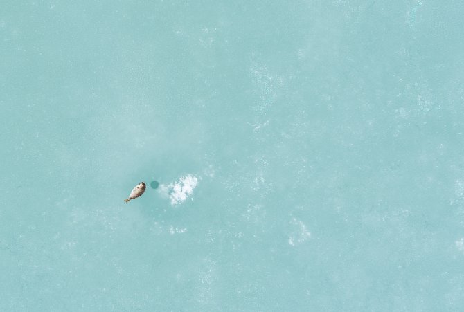 Ringed seal next to its breathing hole on the fast ice of St. Jonsfjorden, Svalbard (Photo: Aeria (Eelke Folmer)/NIOZ/WUR)