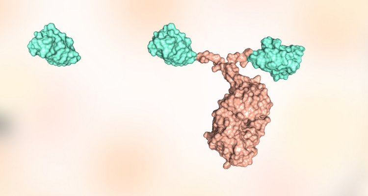 Llama antibodies services contract research CRO