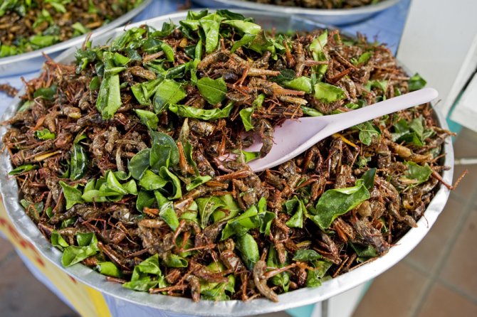 A meal prepared with crickets