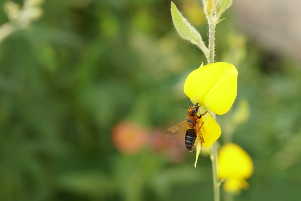 Leguminous crops with bee